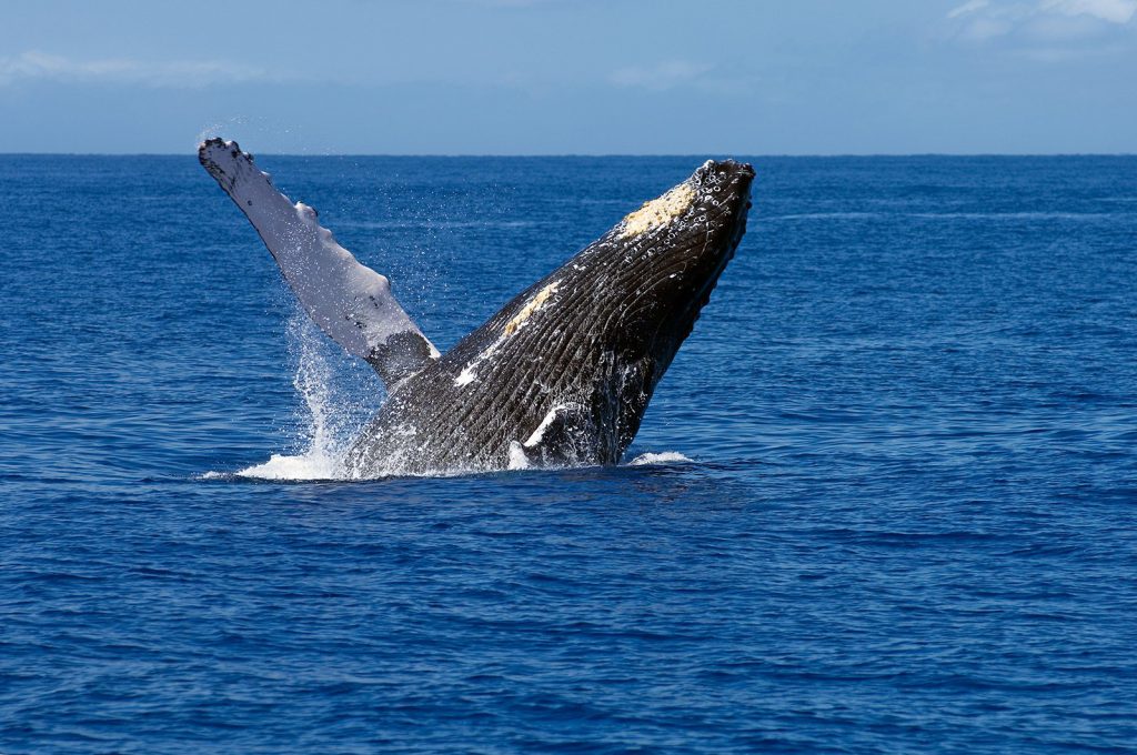 maui-whale-watching