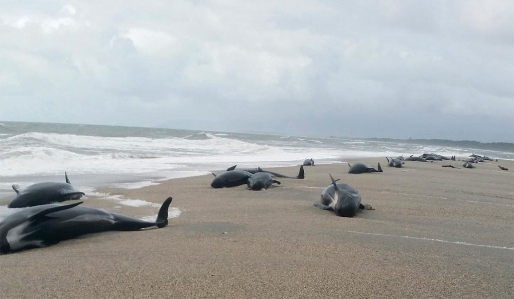 In this photo released on April 5, 2018, by the The New Zealand Department of Conservation (DOC), shows beached pilot whales in Haast, west coast of New Zealand's South Island. Early Thursday, April 5, 2018, 38 whales were found stranded at the mouth of the Okuru river, just south of Haast. (New Zealand Department of Conservation via AP)