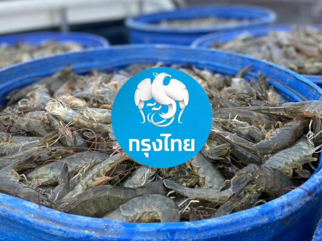 กรุงไทย เผย กุ้งส่งออกหดต่ำสุดตามเศรษฐกิจจีน-สหรัฐทรุด