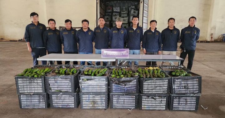 ศุลกากรปราบปรามภาค 2 สกัดกั้นจับกุมตรวจยึดอะโวคาโด อย่างต่อเนื่อง