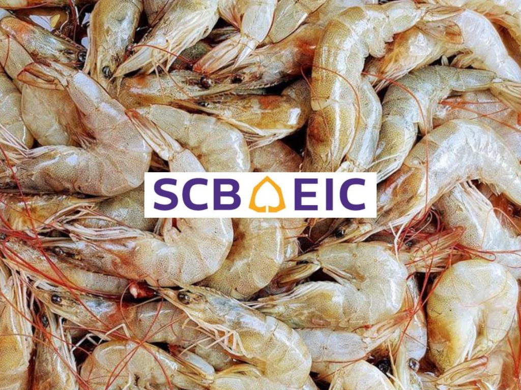 แนวโน้มส่งออกกุ้งยังสดใส