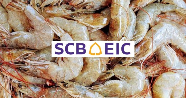 แนวโน้มส่งออกกุ้งยังสดใส