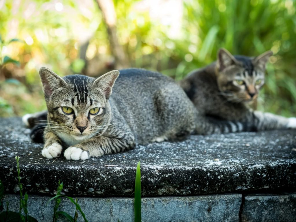 ครม. เห็นชอบ "แมวไทย" เป็นเอกลักษณ์ประจำชาติ