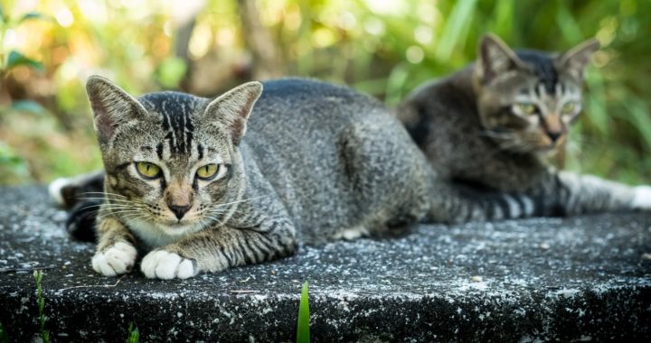 ครม. เห็นชอบ "แมวไทย" เป็นเอกลักษณ์ประจำชาติ