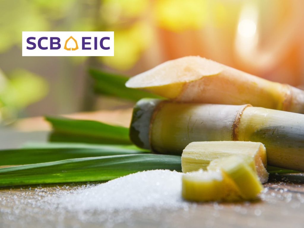 SCB เผย ราคาน้ำตาลปีหน้าดีกว่าปีนี้