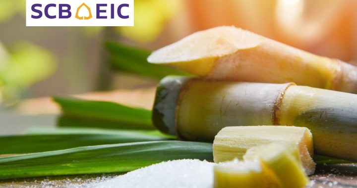 SCB เผย ราคาน้ำตาลปีหน้าดีกว่าปีนี้